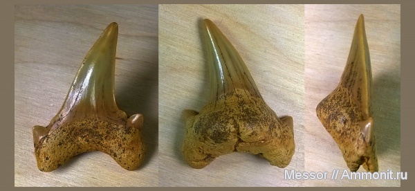 зубы, акулы, Cardabiodon, Cenomanian, Cretaceous, sharks