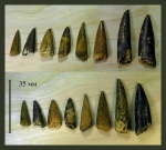 Зубы костных рыб Protosphyraena и Ichthyodectiformes