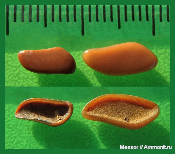 мел, рыбы, сеноман, Pycnodontiformes, Cenomanian, Cretaceous, fish, teeth