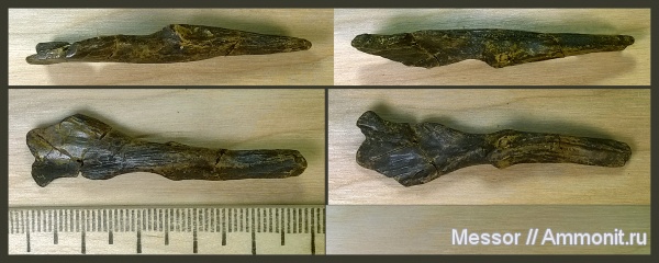 рептилии, мел, сеноман, Cenomanian, Cretaceous