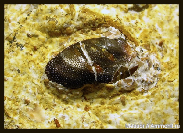 Poecilodus, Cochliodontiformes, Poecilodus jonesi
