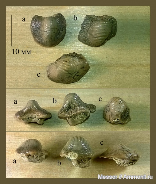 мел, зубы, акулы, сеноман, Ptychodus, Cenomanian, Cretaceous, teeth