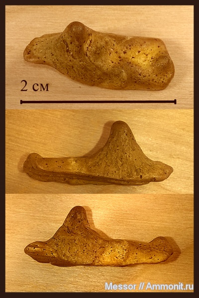 Enchodus, Enchodontidae, Cenomanian, Cretaceous