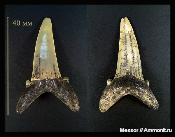 зубы, акулы, зубы акул, Chondrichthyes, Elasmobranchii, Striatolamia, Striatolamia macrota, Lamniformes, Odontaspididae, shark teeth, бучакская свита