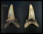 Зуб акулы Striatolamia macrota