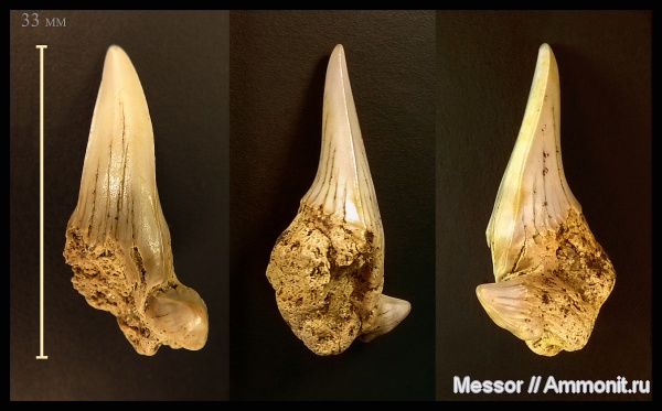 зубы, акулы, Cretodus, Cenomanian, Cretaceous, shark teeth, sharks