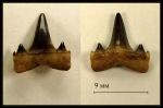 Зуб Isurolamna affinis