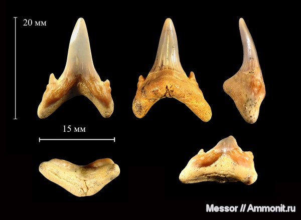 зубы, акулы, Jaekelotodus, Jaekelotodus trigonalis, shark teeth, sharks, бучакская свита