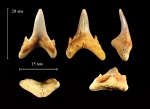 Зуб Jaekelotodus trigonalis