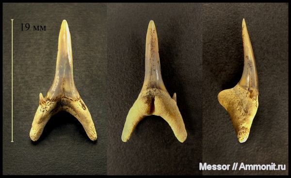 зубы, акулы, зубы акул, Elasmobranchii, Odontaspididae, shark teeth, sharks, бучакская свита