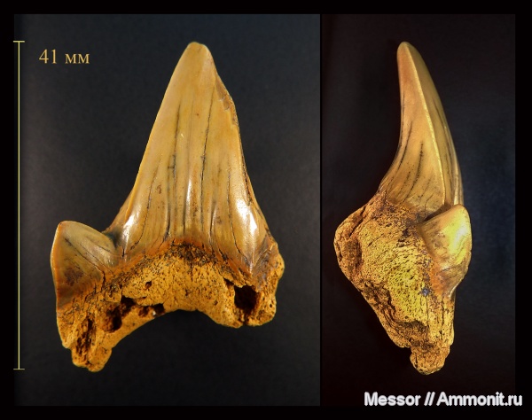 акулы, зубы акул, Cretodus, Cretodus crassidens, Cenomanian, Cretaceous, shark teeth, sharks