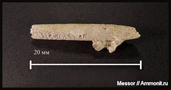 ростры, Cenomanian, Cretaceous, belemnites