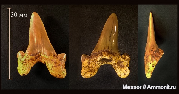 мел, рыбы, акулы, сеноман, Cretоlamna, Cenomanian, Cretaceous, fish, sharks мел, рыбы, акулы, сеноман, Cretоlamna, Cenomanian, Cretaceous, fish, sharks