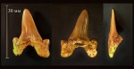 Зуб Cretolamna sp.