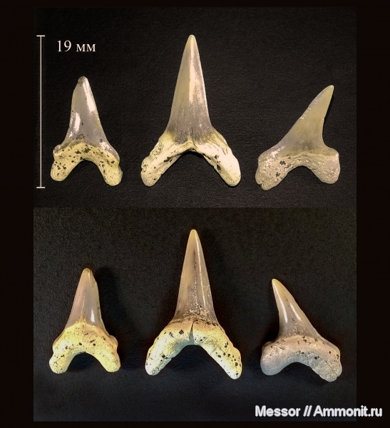 акулы, Paranomotodon, Cenomanian, Cretaceous, shark teeth, sharks
