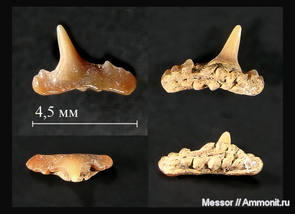 зубы, акулы, Synechodus, Synechodontiformes, Synechodus dubrisiensis, Cenomanian, Cretaceous, shark teeth, sharks