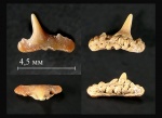 Переднебоковой зуб Synechodus cf. dubrisiensis