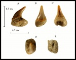 Зуб акулы Pseudomegachasma cf. casei