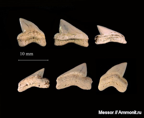 зубы, акулы, Squalicorax, Anacoracidae, Squalicorax curvatus, shark teeth, sharks