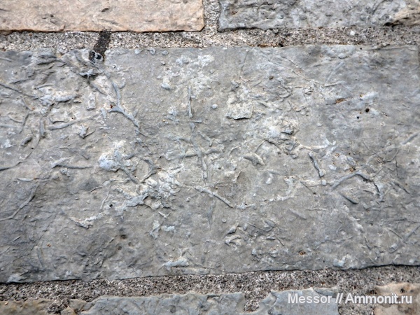 ихнофоссилии, Черногория, Будва