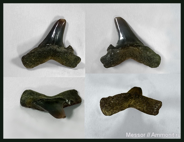 зубы, хрящевые рыбы, акулы, зубы акул, Chondrichthyes, Elasmobranchii, Lamniformes, Odontaspididae, shark teeth, sharks, бучакская свита