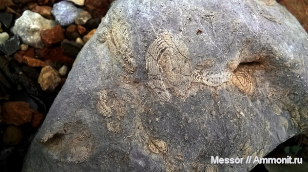 фораминиферы, Foraminifera, Черногория
