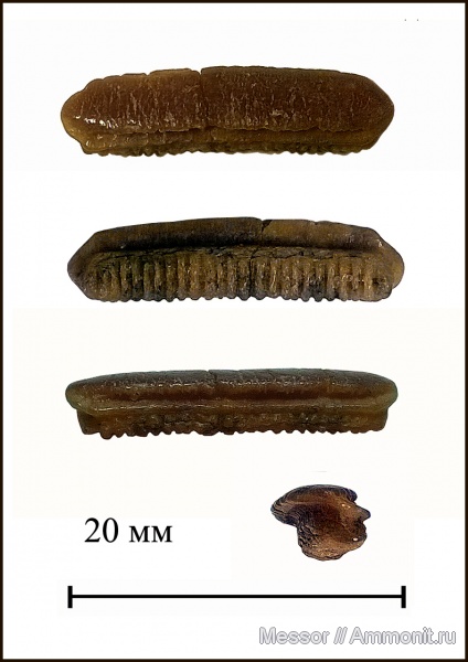 зубы, скаты, зубы скатов, Myliobatidae, бучакская свита