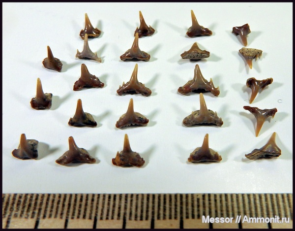 зубы, акулы, зубы акул, Synechodus, Synechodontiformes, Palaeospinacidae, Cenomanian, Cretaceous, shark teeth, sharks
