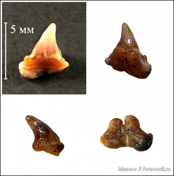 зубы, хрящевые рыбы, акулы, зубы акул, Chondrichthyes, Elasmobranchii, shark teeth, sharks, бучакская свита