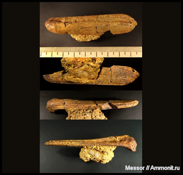 рептилии, мел, сеноман, Cenomanian, Cretaceous