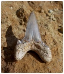 Крупный зуб Cardabiodon(?)