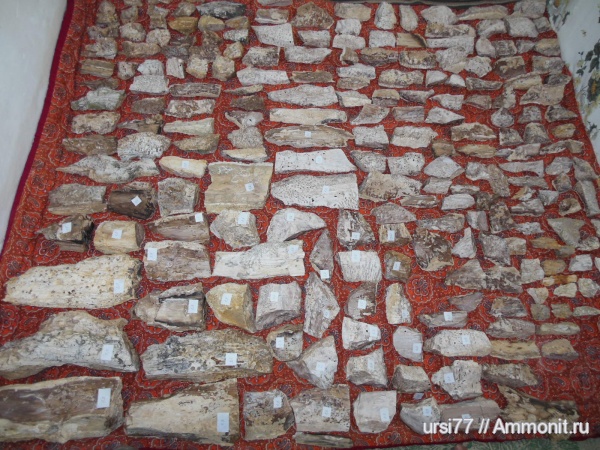 палеоген, Луганская область