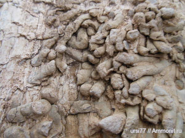 палеоген, древоточцы, Луганская область