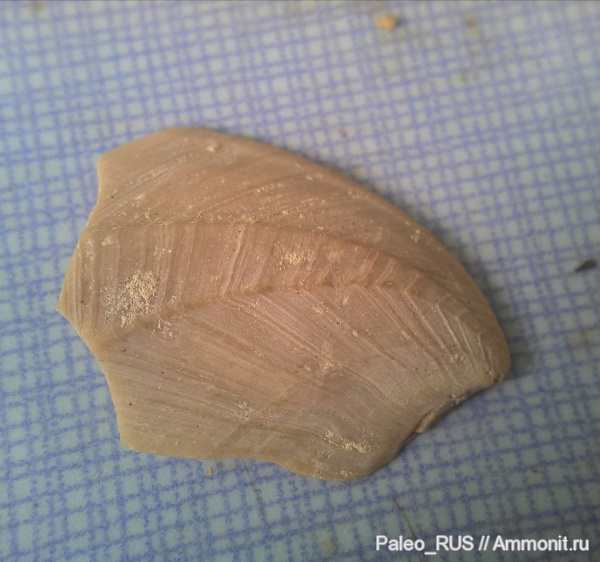 маастрихт, Cirripedia, Maastrichtian