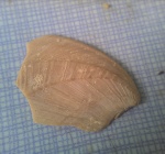 фрагмент панциря усоногого рака Calantica darwiniana