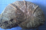 Раковина ископаемого головоногого моллюска Desmoceras akuschaense