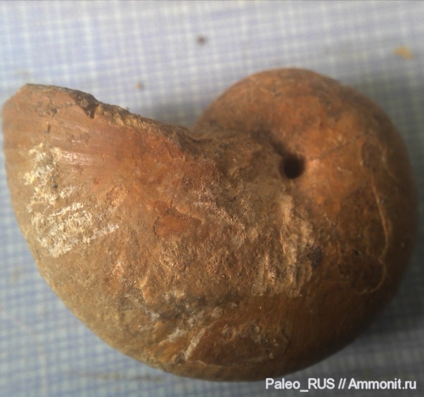 аммониты, нижний мел, Крым, готерив, баррем, нижний баррем, Phyllopachyceras, Hauterivian, Lower Cretaceous, Phyllopachyceras cataschiense