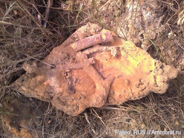 ихнофоссилии, Thalassinoides