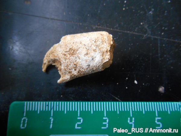 раки, Крым, готерив, нижний готерив, Axiidea, Callianassidae