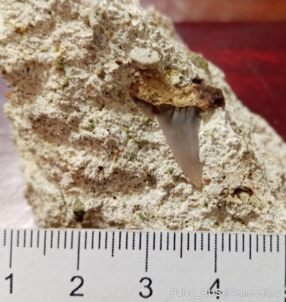 мел, акулы, маастрихт, верхний мел, Hypotodus