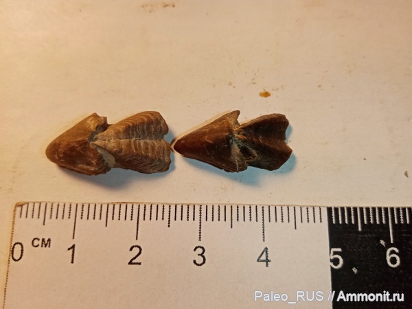 мел, нижний мел, ринхолиты, баррем, Hadrocheilus, верхний баррем