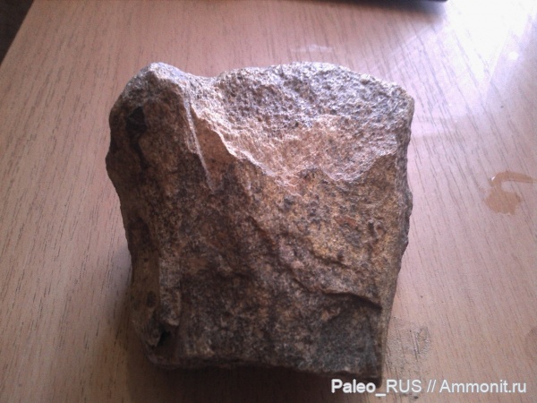 рептилии, мел, нижний мел