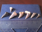 набор зубов акул верхнего мела, маастрихтского яруса, Hypotodus, и Striatolamia-узкие