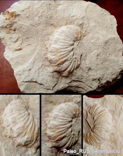 аммониты, моллюски, мел, головоногие моллюски, верхний мел, Acanthoscaphites