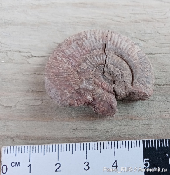 аммониты, моллюски, юра, головоногие моллюски, нижняя юра, Dactylioceras, тоарский ярус