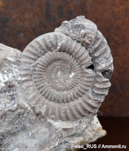 аммониты, моллюски, юра, головоногие моллюски, нижняя юра, Echioceras, синемюрский ярус