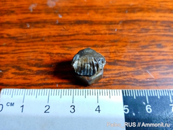 брахиоподы, нижняя юра, плинсбахский век, Septaliphoria pontica