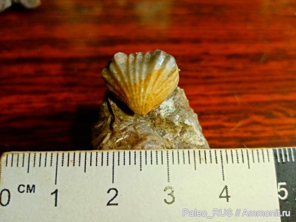 брахиоподы, нижняя юра, Rhynchonella, плинсбахский век, Rhynchonella borissjaki Moisseiev, Rhynchonella borissjaki