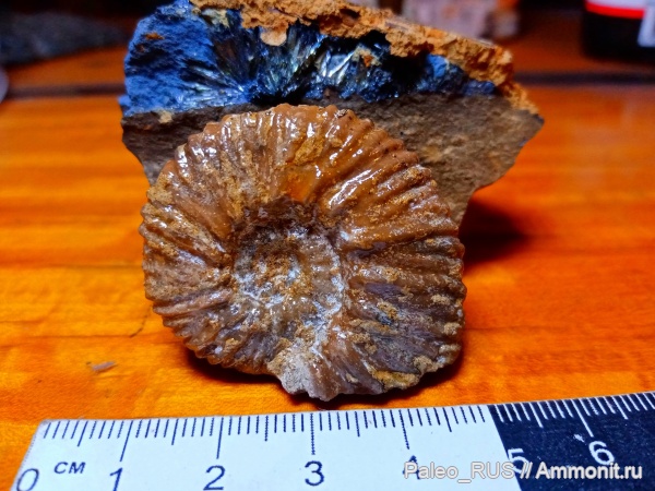 аммониты, головоногие моллюски, нижний мел, берриас, Riasanites crassicostatum