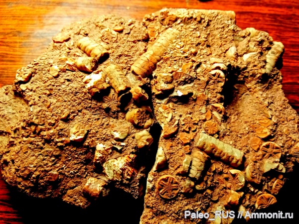 морские лилии, криноидеи, нижняя юра, Seirocrinus subangularis, тоарский век